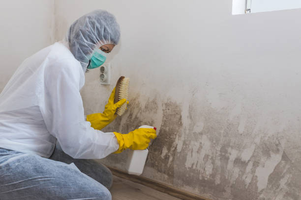 Best Industrial Mold Remediation in Bellevue, WI