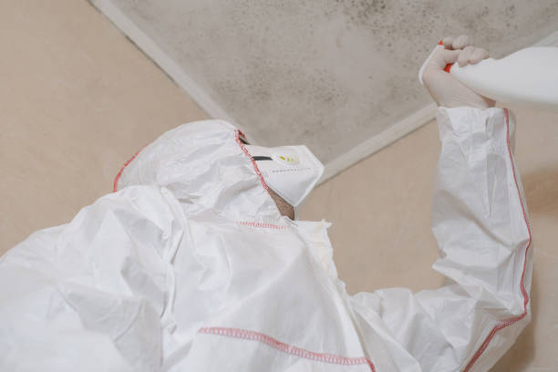 Best Health and Safety Mold Remediation in Bellevue, WI