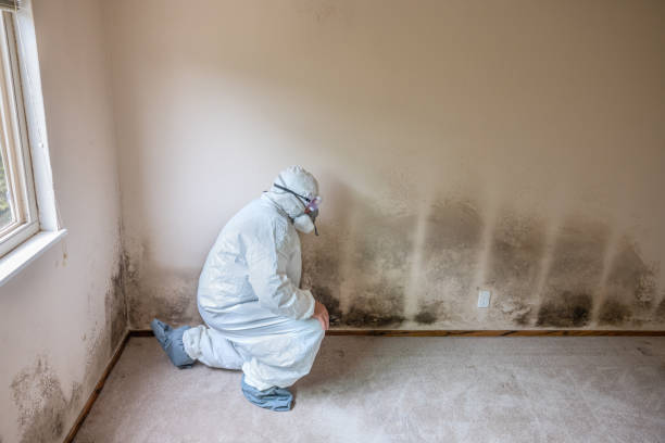 Best Black Mold Remediation in Bellevue, WI