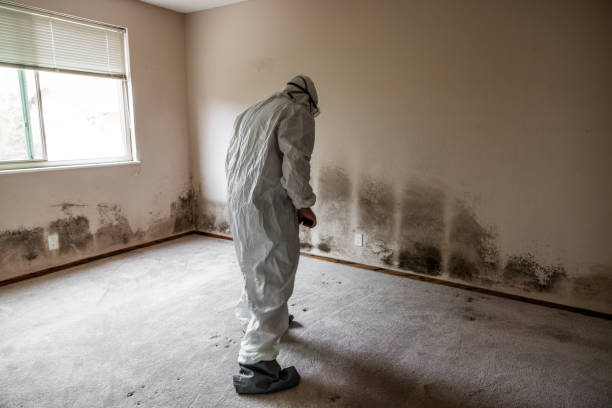 Best Bathroom Mold Remediation in Bellevue, WI