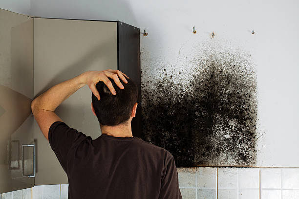 Professional Mold Remediation in Bellevue, WI