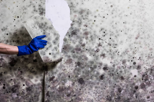 Best DIY Mold Remediation Support Services in Bellevue, WI
